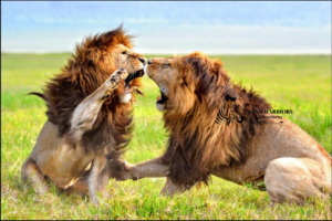 4-Day Maasai Mara Safari Adventure – Bush Warriors Experience