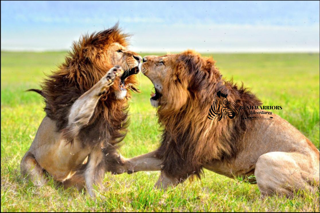 4-Day Maasai Mara Safari Adventure – Bush Warriors Experience