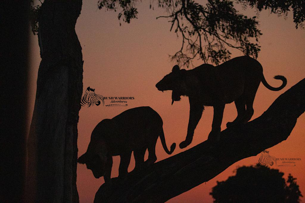 10 Days Big Five Game Drive Safari