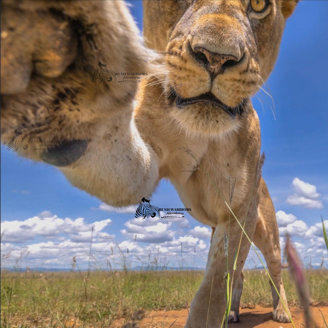 7 Days Camping Safari