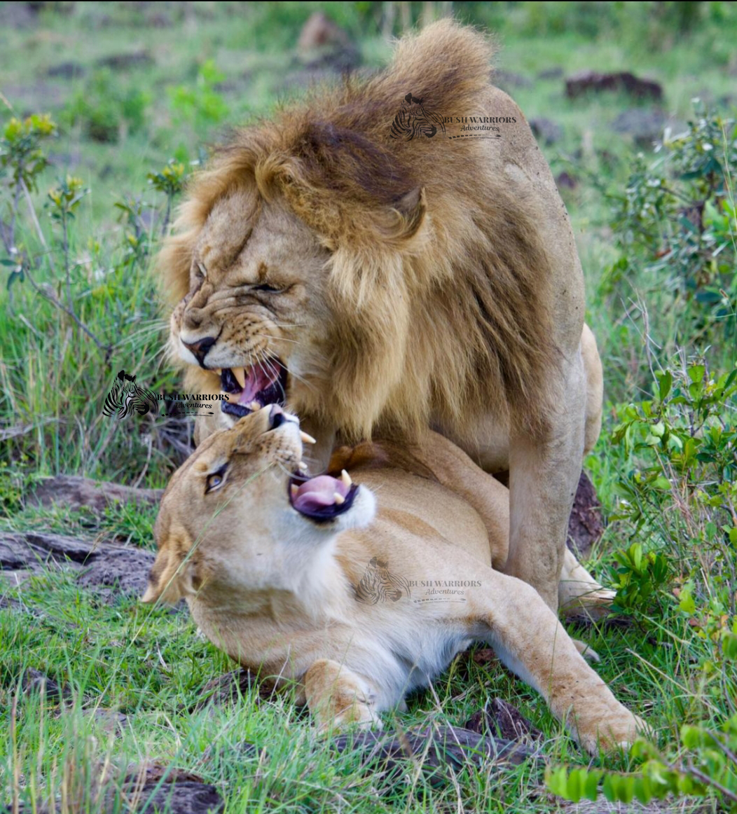 4 Days Magical Amboseli National Park Safari